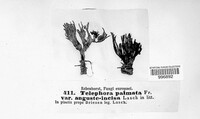 Thelephora palmata image